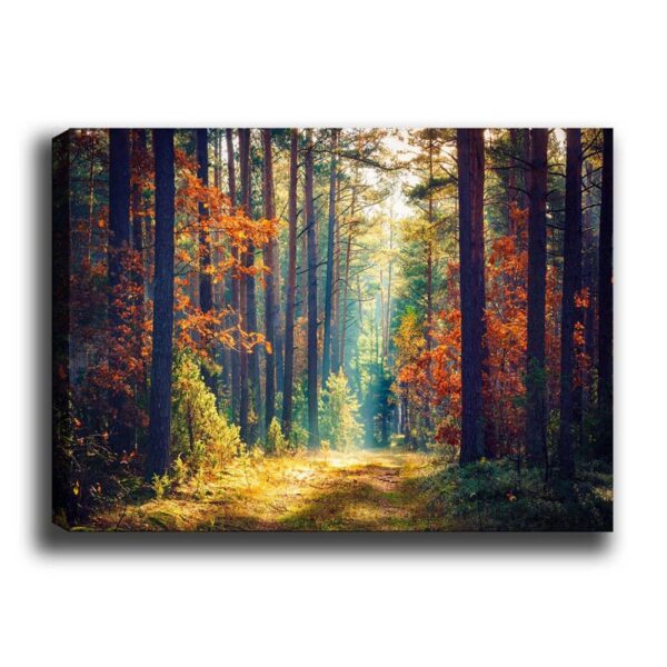 Obraz na plátne Zázračný les 50x70 cm