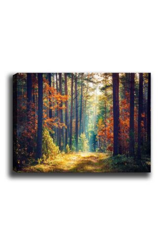 Obraz na plátne Zázračný les 50x70 cm Obraz na plátne Zázračný les 50x70 cm