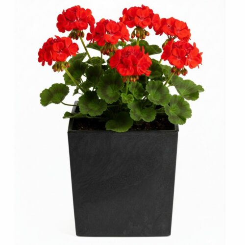 Kvetináč FLORE Betón 30 Kvetináč FLORE Betón 30