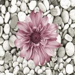 Koberec Bloom 60x100 cm šedý/růžový